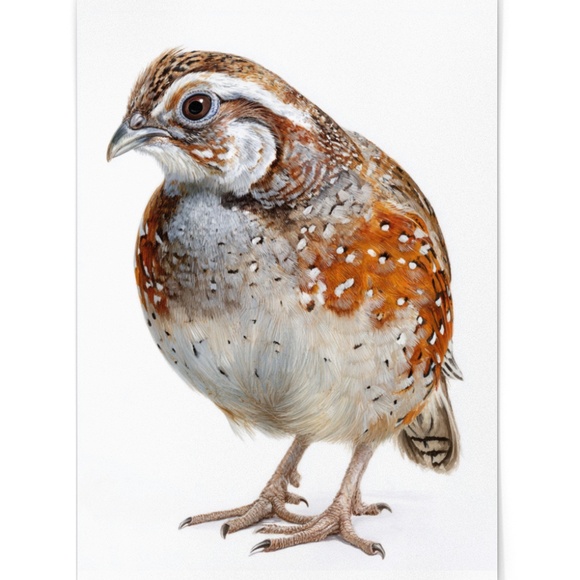 Watercolor Quail Wall Art Print, Unframed - Vibrant Nature-Inspired Home Decor - Picture 2 of 6